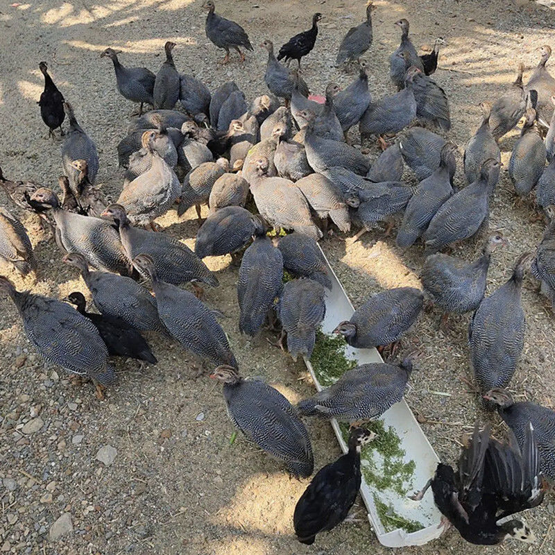 顺丰珍珠鸡真珠鸡小鸡苗活鸡半大脱温苗小鸡仔幼苗活仔苗半斤 珍珠