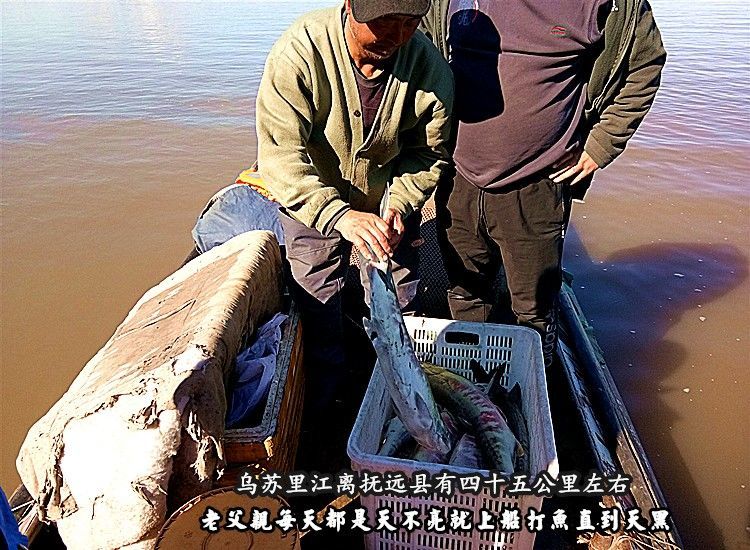 馬哈魚新鮮大馬哈魚黑龍江東北特產撫遠洄游馬哈魚塊新鮮整條速凍鮭魚