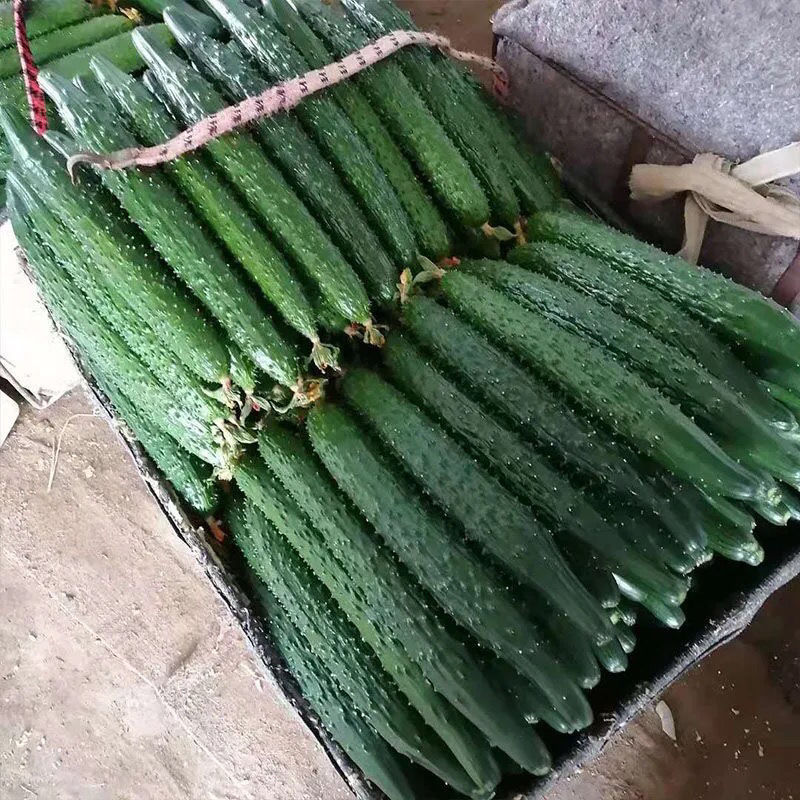 云南农家新鲜现采摘菜黄瓜天然应季蔬菜黄瓜脆嫩刺绿黄瓜5斤装新鲜现