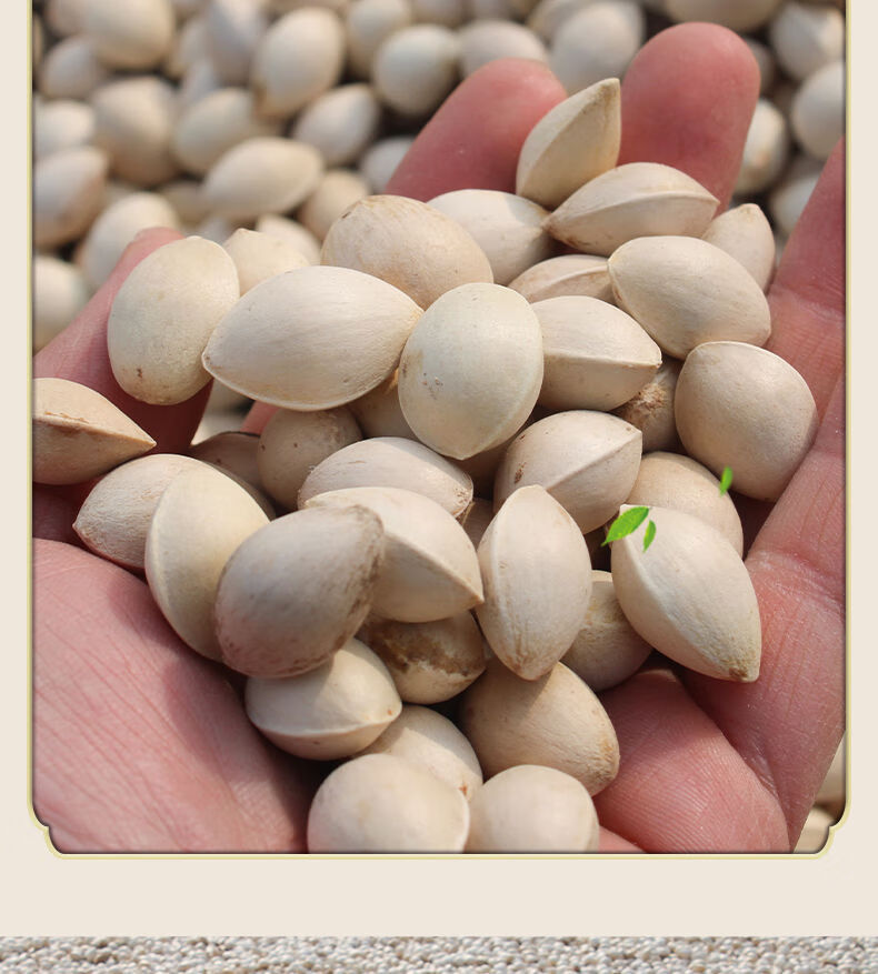 广纳力驰生白果银杏果新鲜带壳白果鲜果天然无漂白徐州邳州特产食用农