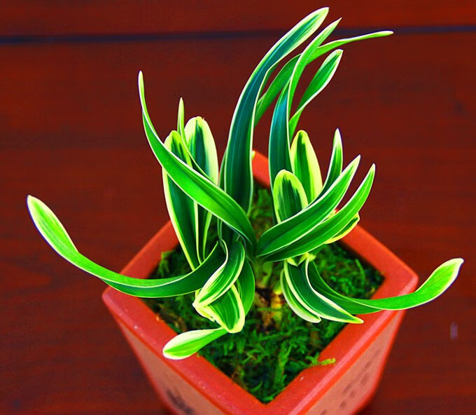 达摩冠矮种金边四季兰花盆栽建兰室内好养盆栽花卉浓香型达摩冠6苗