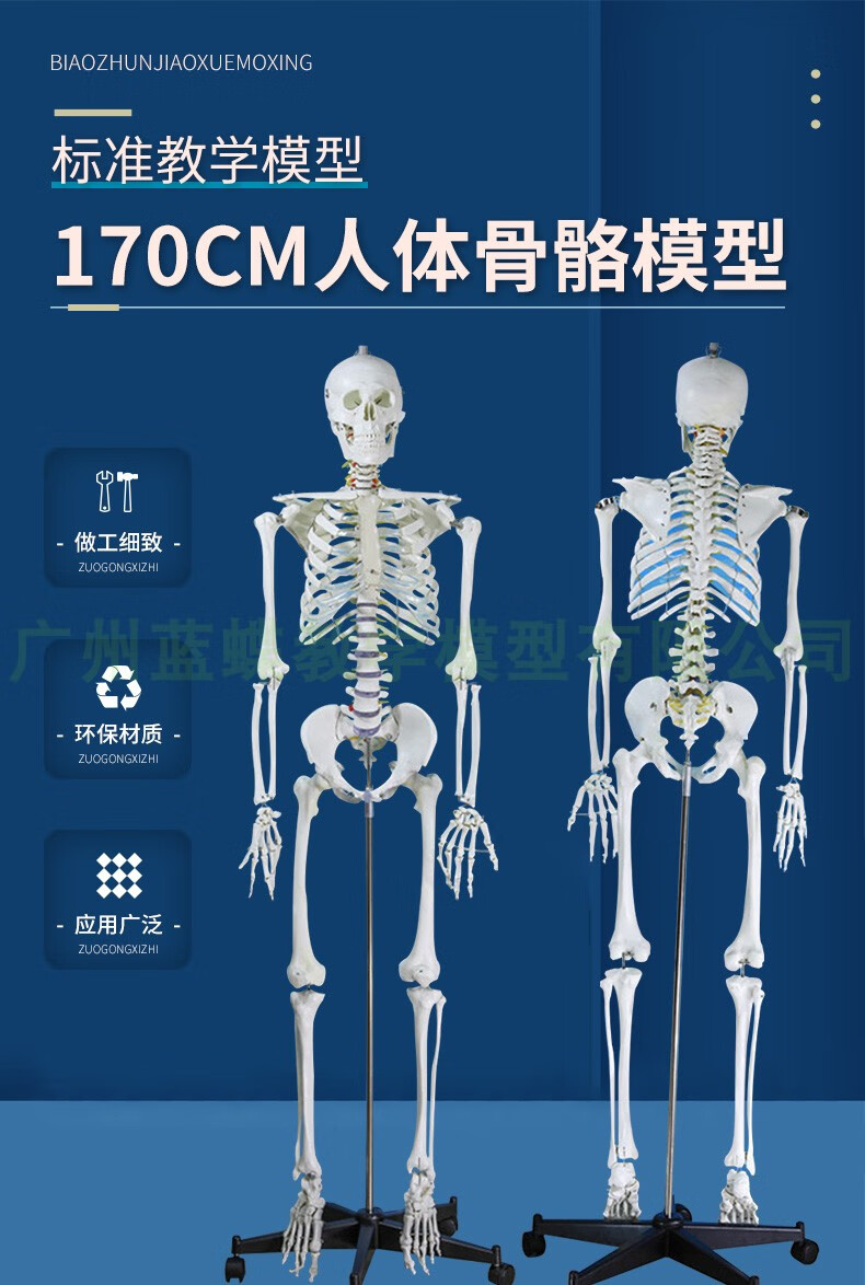 人体骨架模型及名称图片