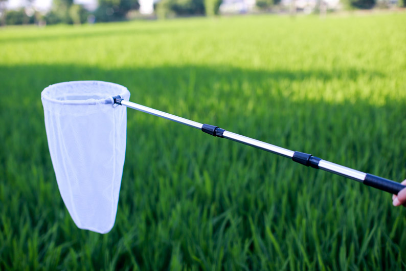 儿童捕虫网蝴蝶蜻蜓昆虫网兜 超短伸缩折叠捞小鱼网 蝌蚪捞虾经久耐用