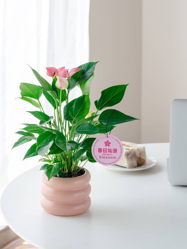 粉掌花烛桃色朱莉植物盆栽室内办公室桌面防辐射耐阴花卉绿植盆景粉掌