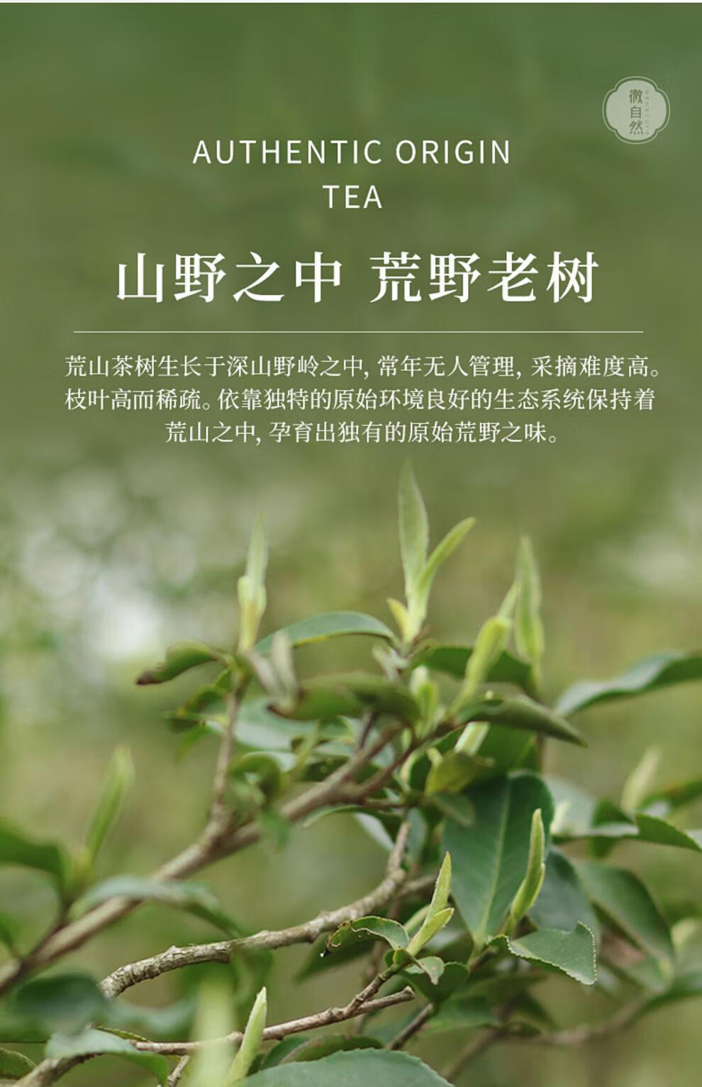 2022年太姥山荒野白毫银针新茶30年老枞散茶叶500g