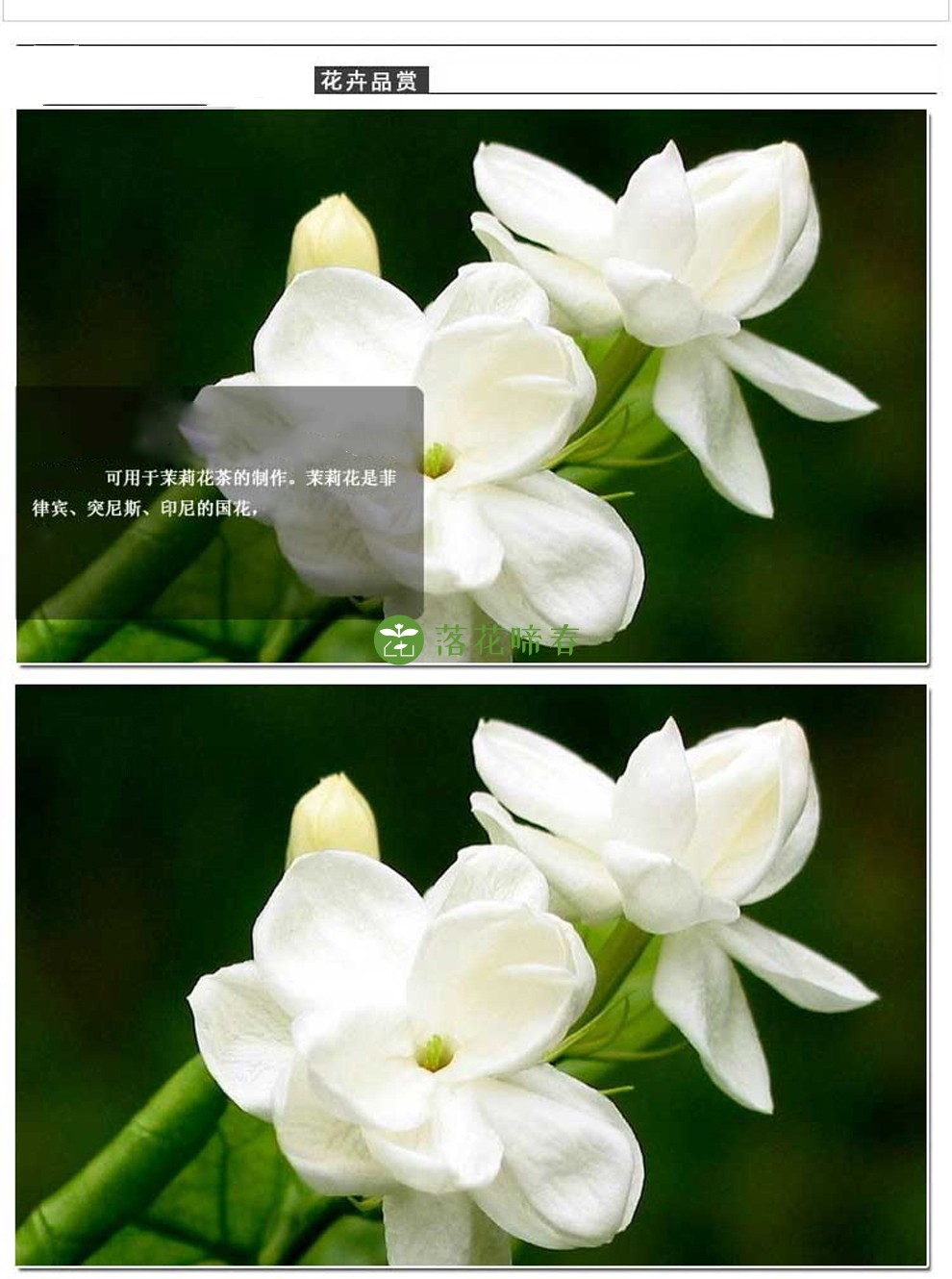 【落花啼春】白色茉莉虎头栀子花双色茉莉盆栽阳台庭院花卉绿植 风车