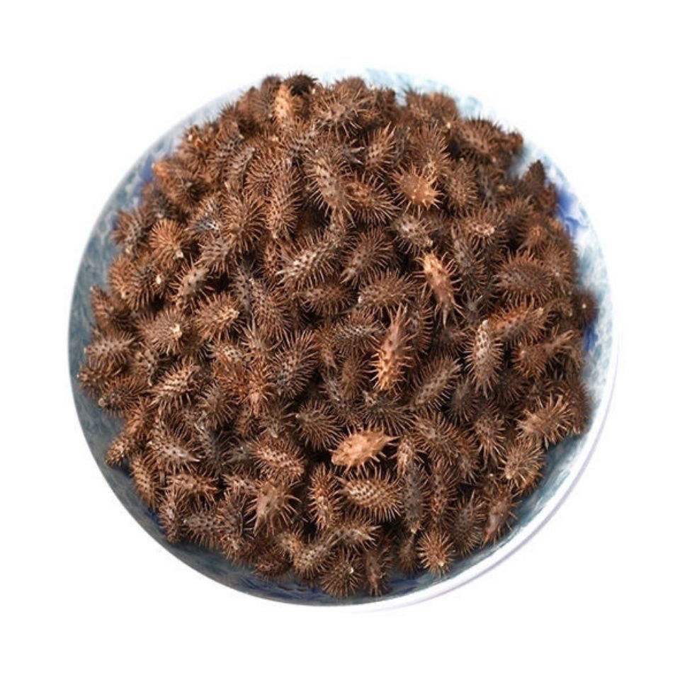 成熟带刺苍耳鼻塞流鼻涕炒苍耳子 苍耳粉中药材泡脚 炒苍耳子500克