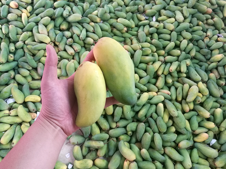 海南象牙芒果3/5/10斤生芒果腰芒新鲜现摘水果非金煌贵妃台农 3斤净重