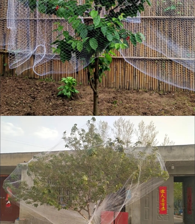 防鸟罩防鸟网罩橘子无花果防鸟网果树纱网罩杨梅柿子蓝莓果园用桃树罩