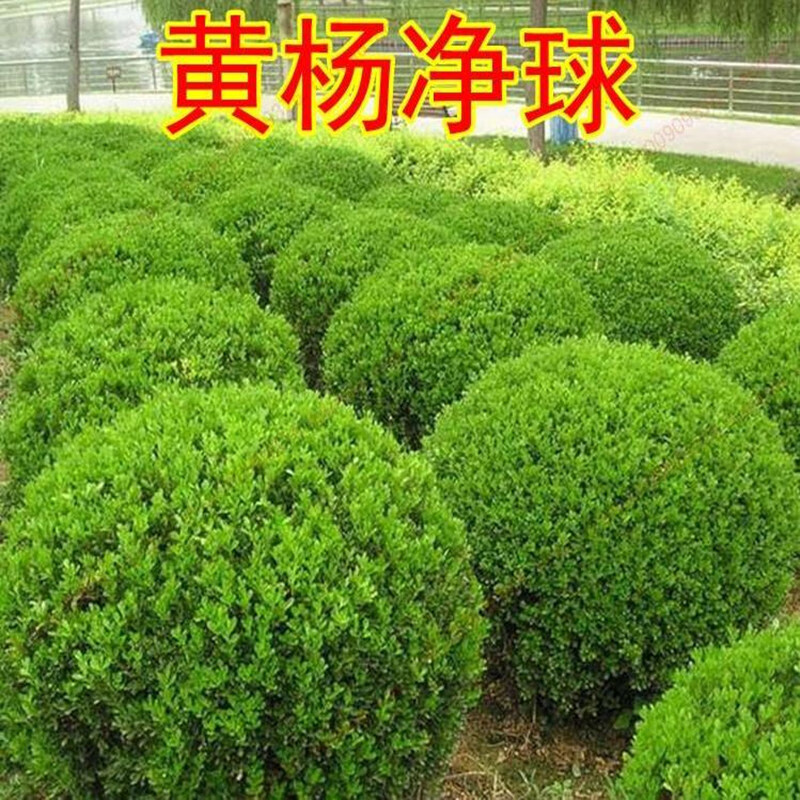 御卉閣 園林綠化樹苗南方北方種植小葉黃楊苗瓜子黃楊庭院地栽盆栽