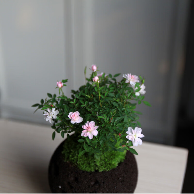 日本姬月季乙女月季日式迷你桌面绿植盆栽阳台花卉紫砂女友礼品 姬