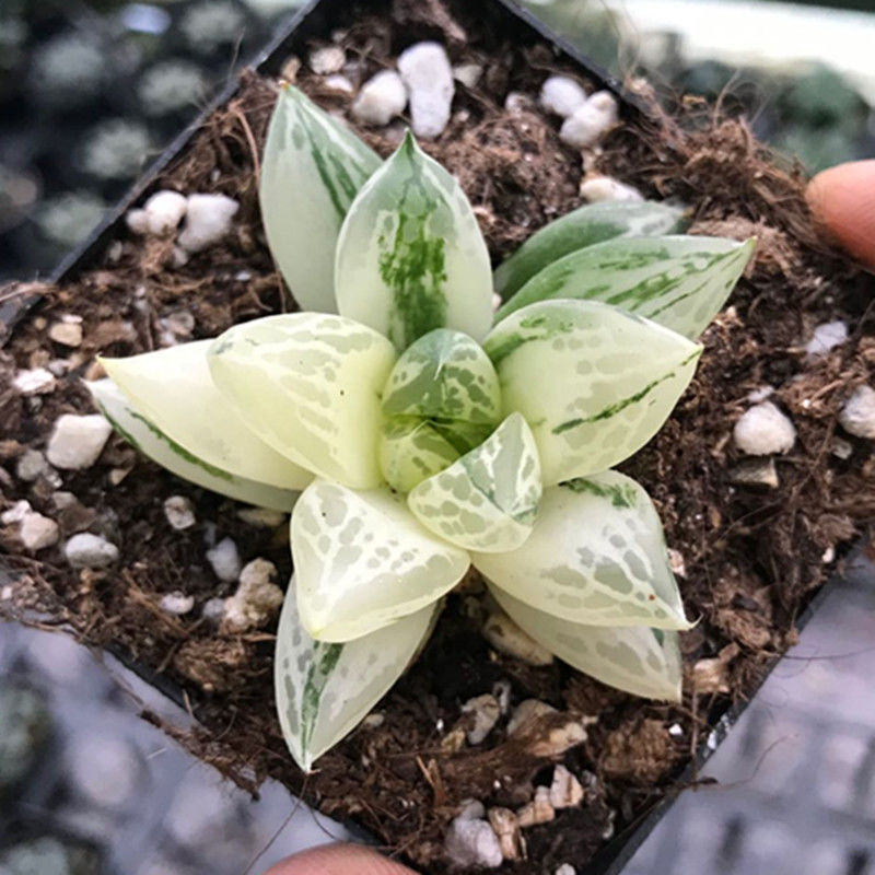 玉露多肉多肉植物玉露十二卷花卉盆栽黄金玉露冰灯冰川室内盆栽日月潭