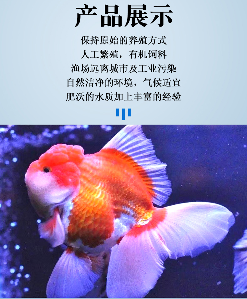 百褶泰狮金鱼活鱼黑泰狮进口精品f1泰狮活体观赏鱼