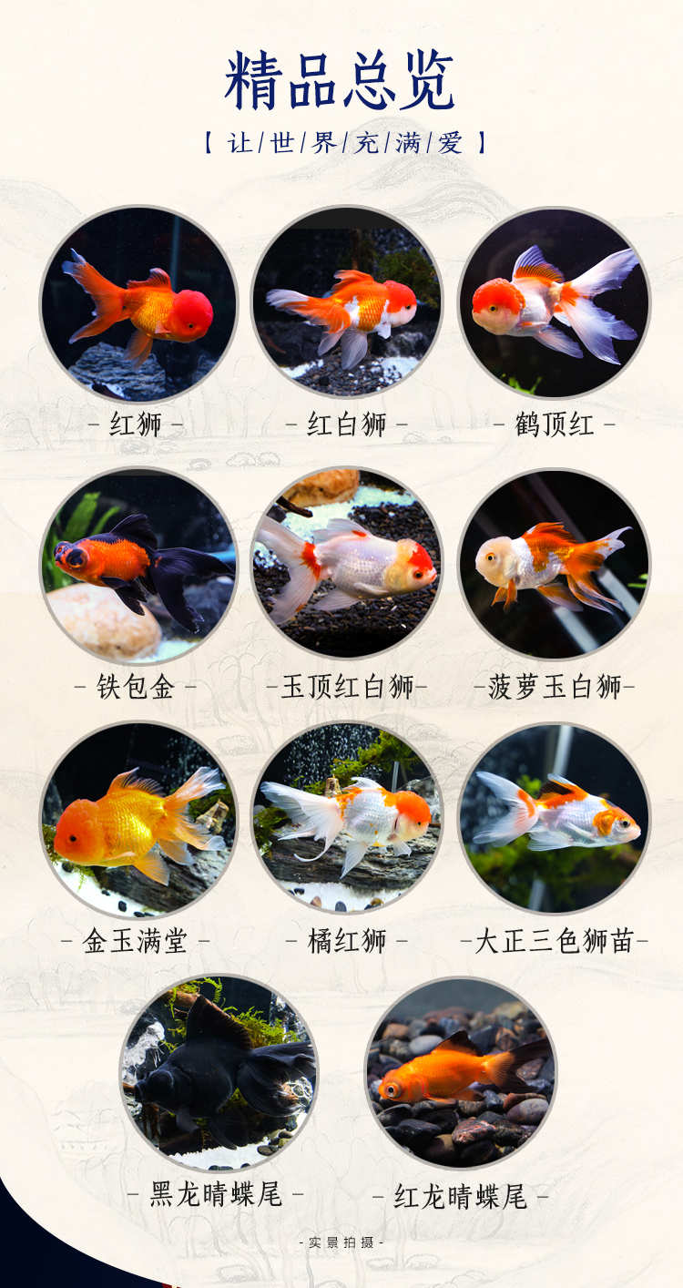 冷水观赏红狮子头好养耐活宠物淡水大中小型鱼苗招财蝶尾金鱼活体
