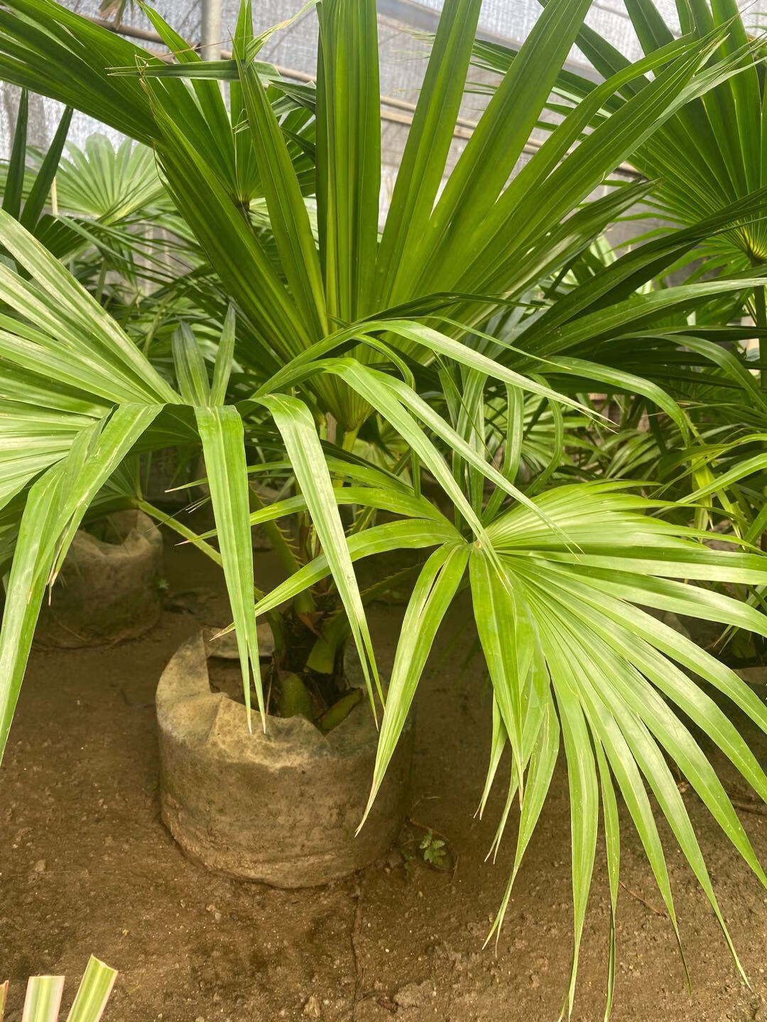 送货上门蒲葵盆栽大叶葵伞大型室内外家居走廊庭院绿植净化空气除甲醛