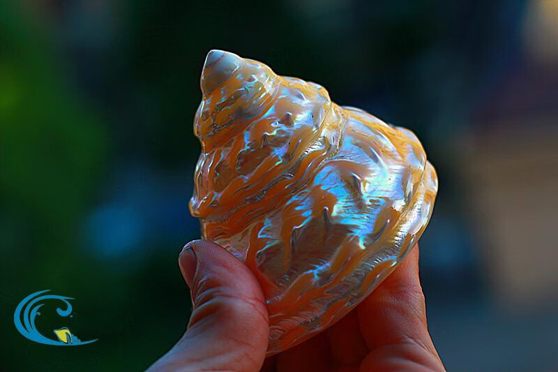 天然海螺贝壳摆件珊瑚荧光珍珠塔螺夜光塔螺标本螺收藏礼品摆设m89cm