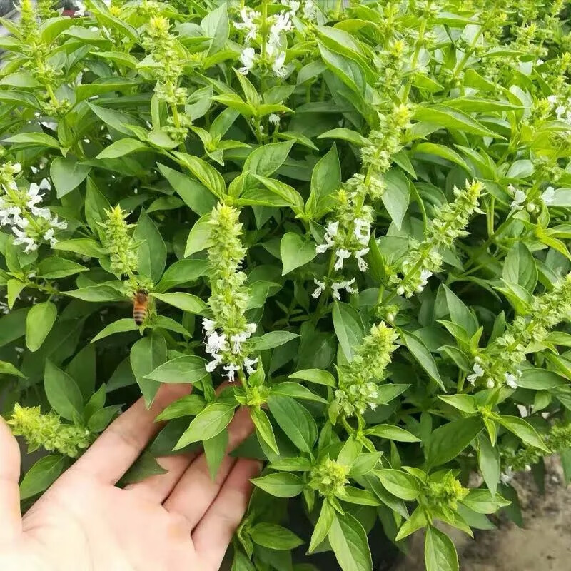 九层塔种子食用甜香罗勒种子蔬菜种子香草金不换阳台种菜菜种子九层塔