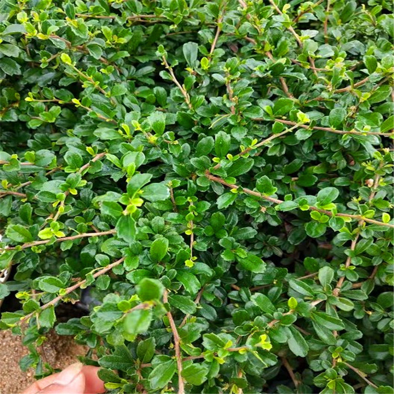 工程公路绿化苗木scf福建茶苗福建茶小苗福建茶袋苗绿化树苗 10-15