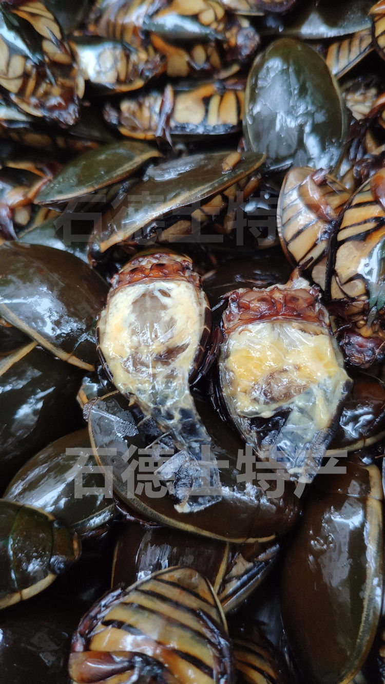 速冻 龙虱 金边龙虱 濑尿龟水蟑螂水甲虫水鳖虫食用昆虫全国 2500克
