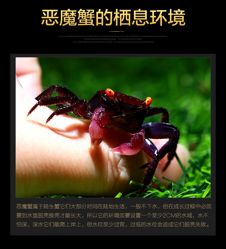 螃蟹活体活物恶魔蟹印尼魔鬼蟹蜘蛛蟹辣椒蟹小型观赏淡水宠物蟹运输包