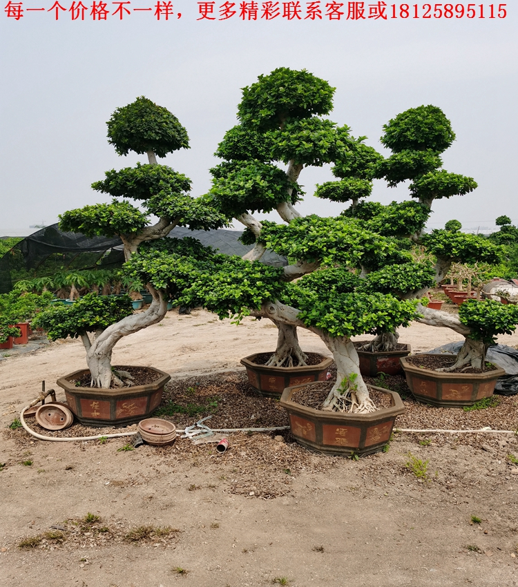 大型小叶榕树 s造型榕树盆景盆栽 绿植室外庭院阳台观茎植物 陶瓷盆