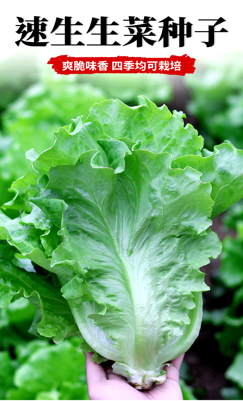生菜种子奶油生菜种籽速生意大利生菜家庭阳台四季大田蔬菜种孑芊阙