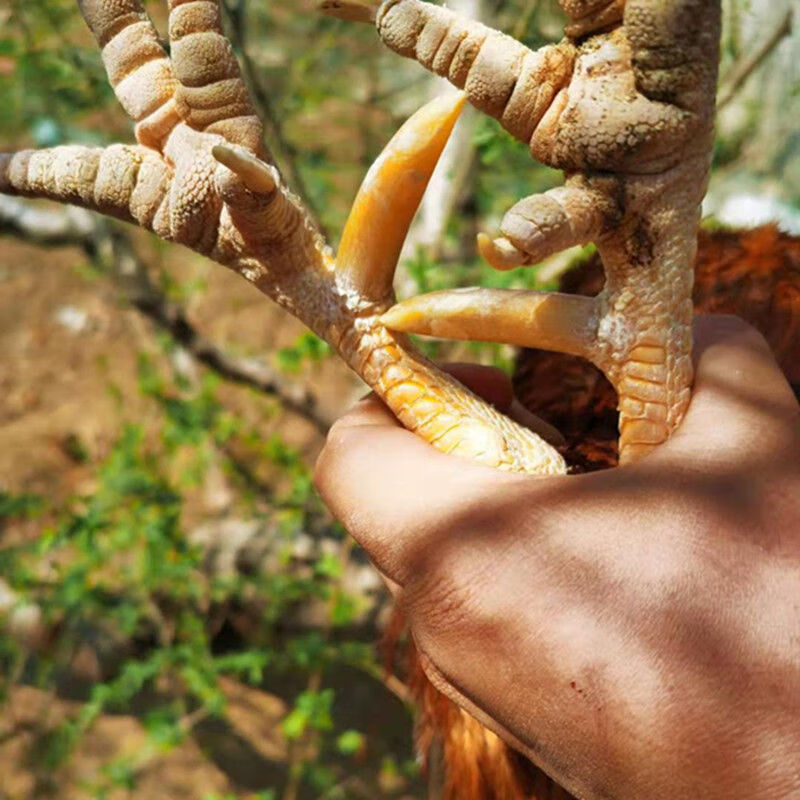【三年老公鸡】正宗散养农家老公鸡笨公鸡带蹬爪鲜活现杀整只 2年带蹬