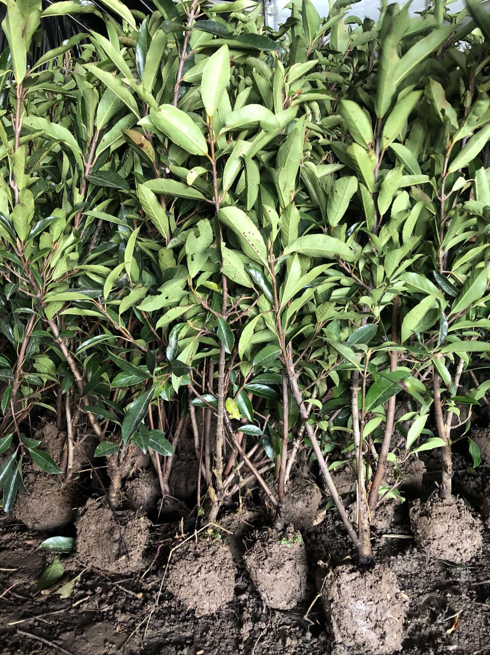 法国冬青树苗篱笆苗四季常青庭院绿化苗木大叶冬青苗珊瑚树围墙苗