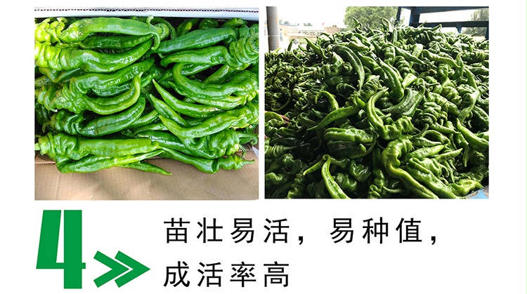 中科茂华辣脆螺丝椒f1辣椒种子高辣度大果2025厘米抗