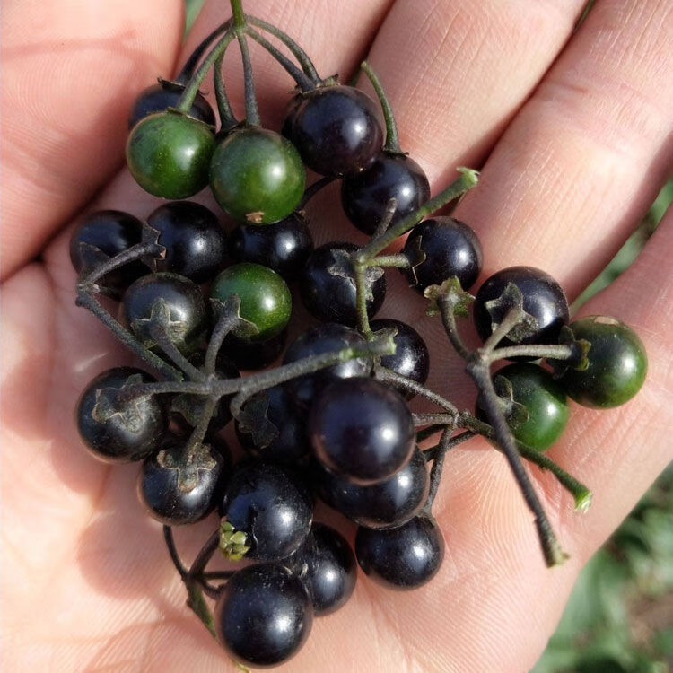 茄子野葡萄黑天天黑悠悠黑黝黝内廷上用官方旗舰新鲜野生龙葵果500克