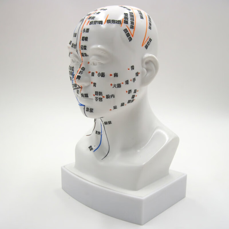 头部针灸模型头模带穴位全脸面部穴位假头部中医穴位经络人体图用
