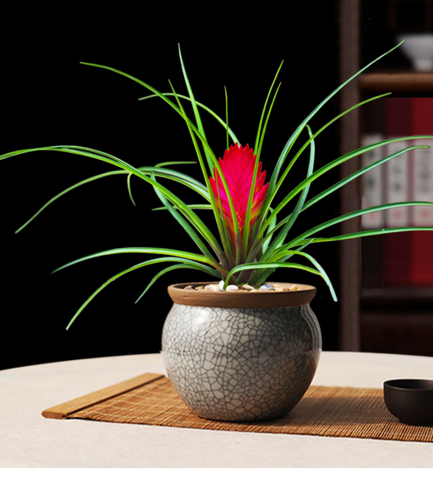 【心头肉】心头肉铁兰盆景植物紫花凤梨盆栽铁扇公主小植物室内好养