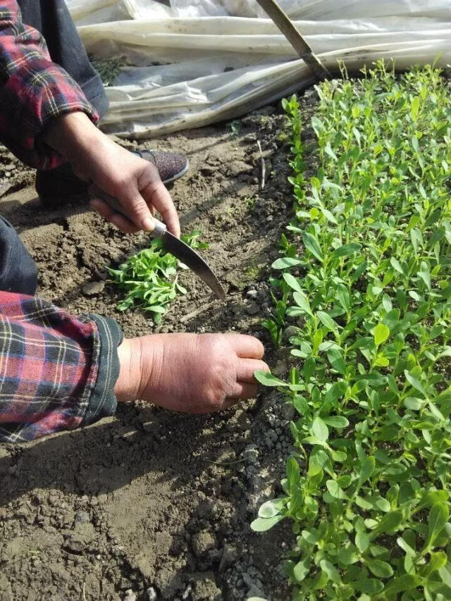 甜叶菊苗甜菊叶苗 阳台盆栽甜叶菊苗 甜叶菊幼苗 甜叶菊种苗食用 薄荷