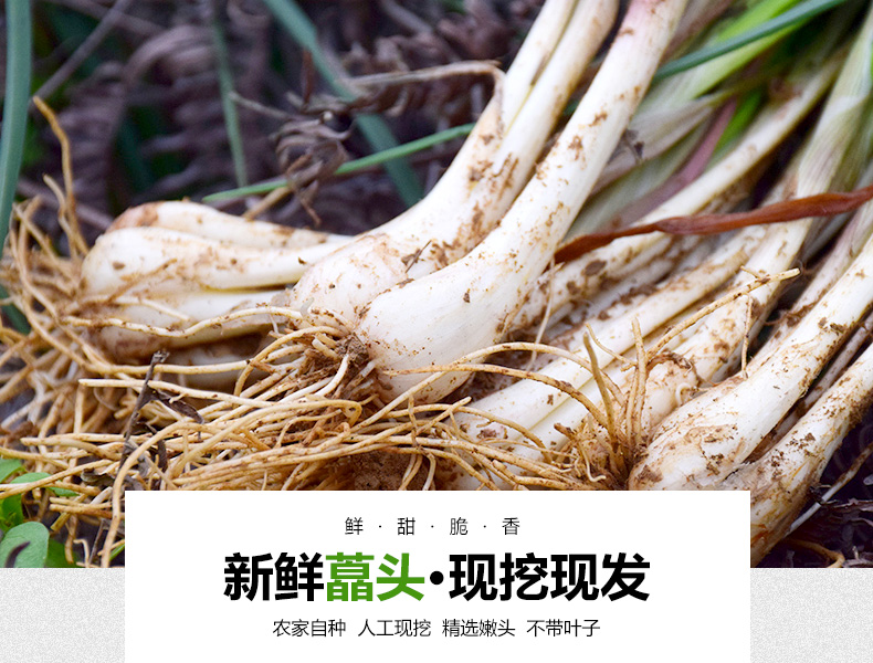 茭頭新鮮蕎頭無葉生叫頭藠頭薤白泡菜喬蕌頭帶葉藠頭3斤