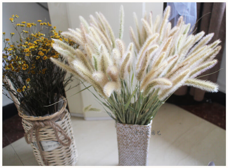 狗尾巴草花束 干花狗尾巴草软装材料摆放花卉场景布置质朴天然植物