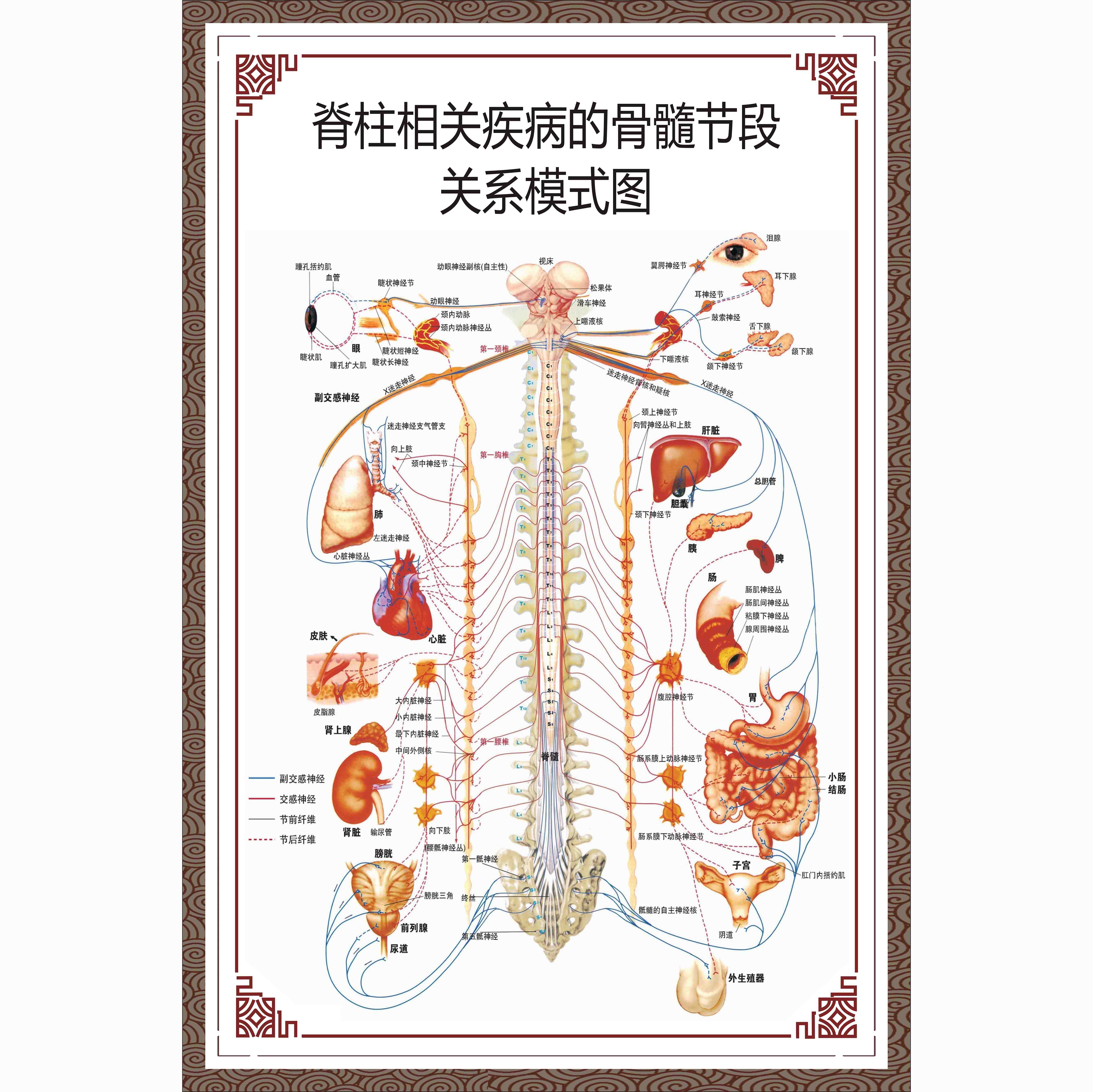解剖挂图人体器官解剖图展板医院布置海报 神经内科结构及相关疾病