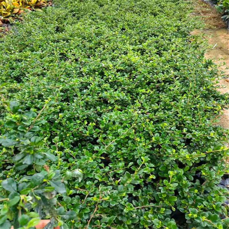 工程公路绿化苗木scf福建茶苗福建茶小苗福建茶袋苗绿化树苗 20厘米高