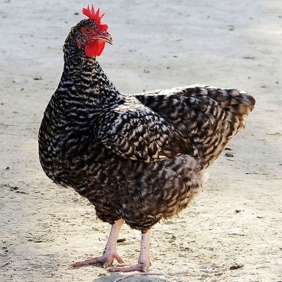 正宗散养黑芦花鸡白芦花鸡乌骨鸡乌鸡活体鸡下蛋王脱温苗批发零售 4-6