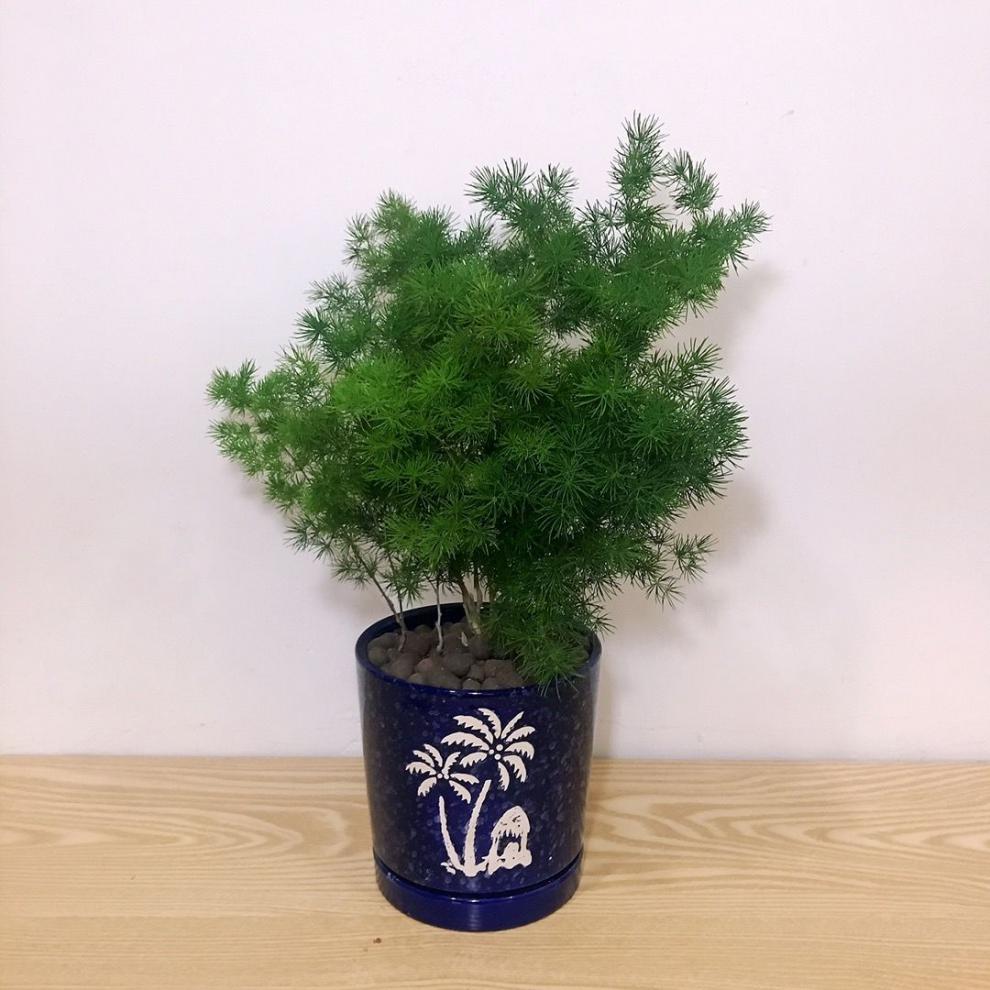 现货直发蓬莱松盆栽室内客厅桌面四季常青进宝旺财植物礼植物盆景花