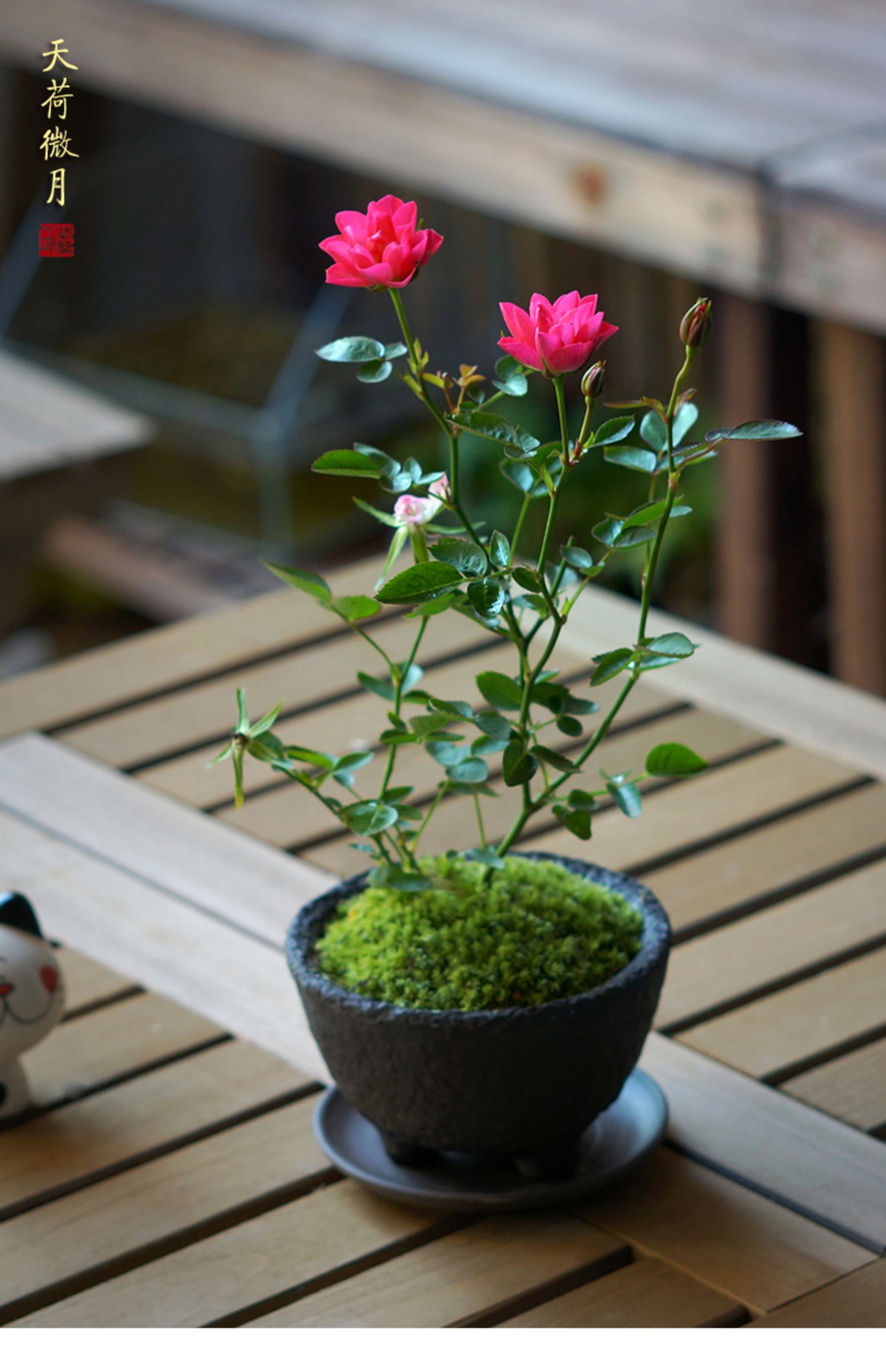 日本迷你月季紫咲须惠姬阳台花卉桌面小盆栽绿植迷你文艺范鲜花天荷