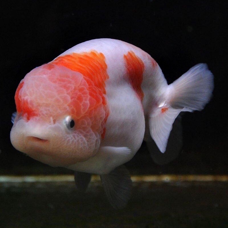 水墨玉兔虎皮重墨红白寿活体观赏鱼宠物鱼 留养11-13cm玉兔兰寿【图片