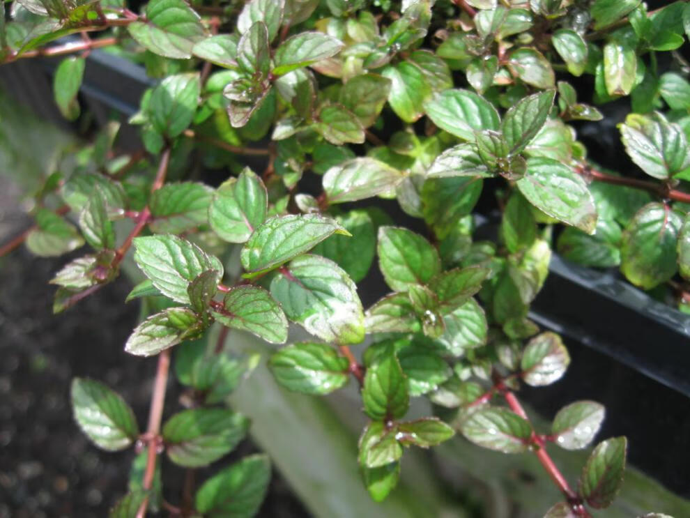 薄荷盆栽香草植物家庭园艺阳台种植英国薄荷12cm盆栽含盆