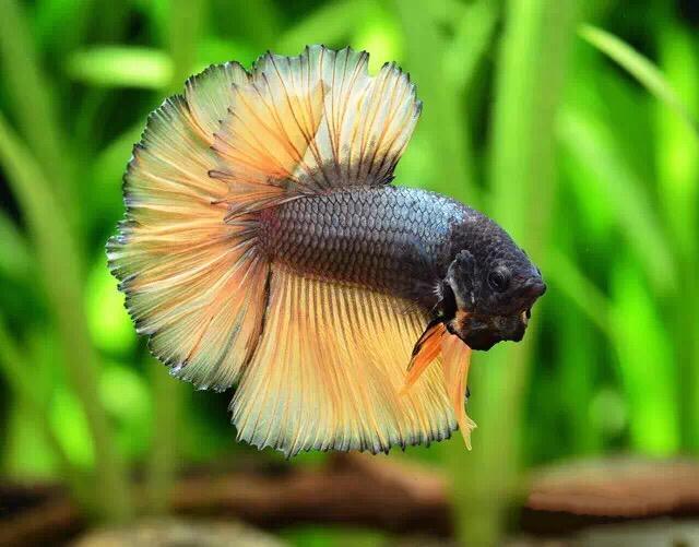 泰国斗鱼马尾狮王半月母斗鱼观赏鱼热带鱼活体宠物淡水鱼鱼缸 抱卵