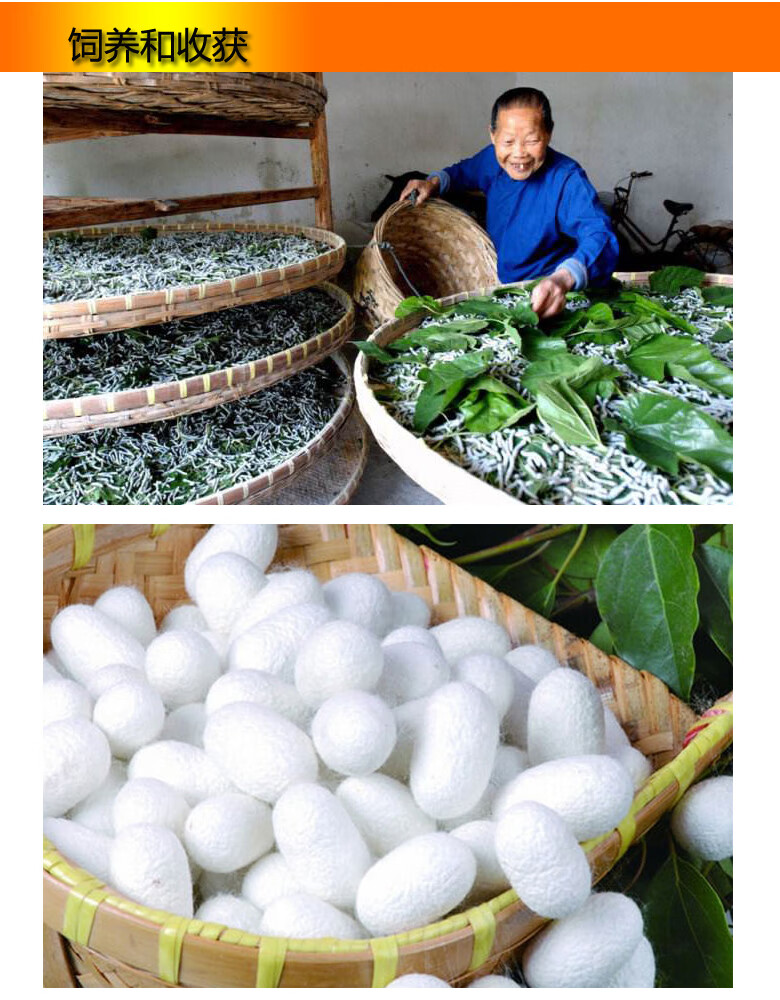 蚕宝宝蚕卵今年新鲜蚕种蚕卵蚕子白蚕白茧蚕宝宝卵好养高产新到抗脓