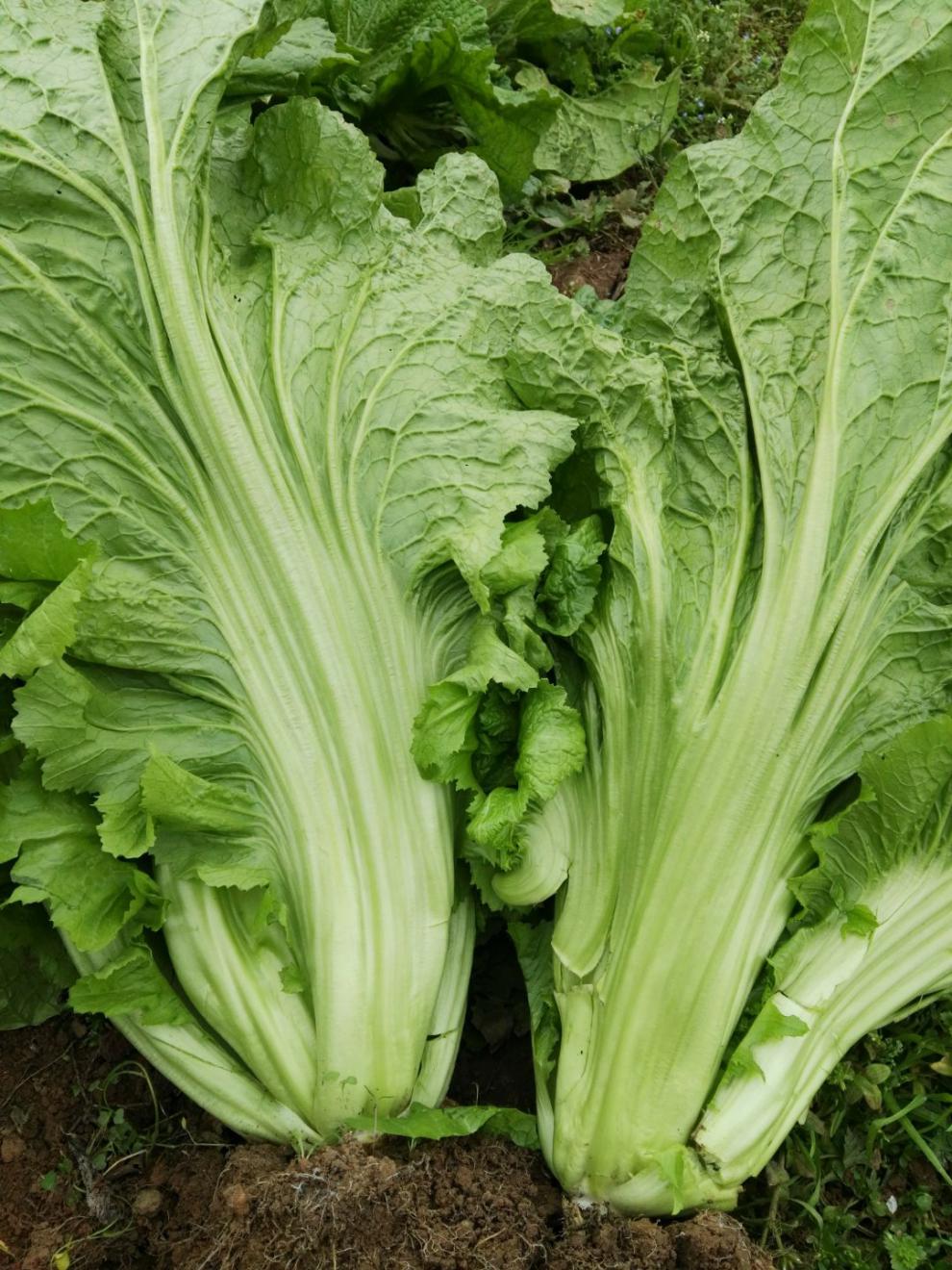 贵州本地宽叶青菜种子迟青菜芥菜种子大全南方腌制酸菜蔬菜种子籽