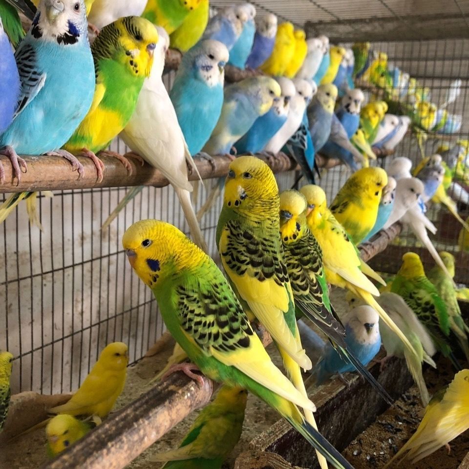 ajaj特色金彩虎皮国血大头鹦鹉雨衣鹦鹉活体可说话可观赏鸟宠物鹦鹉鸟