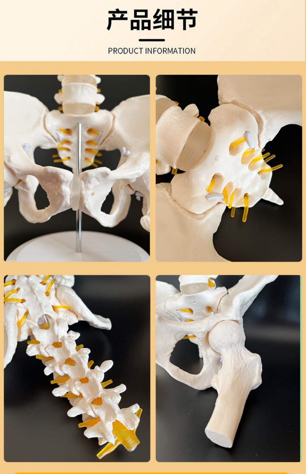 妙灵安女性骨盆模型可活动人体动态解剖盆底肌教学腰椎产后康复培训