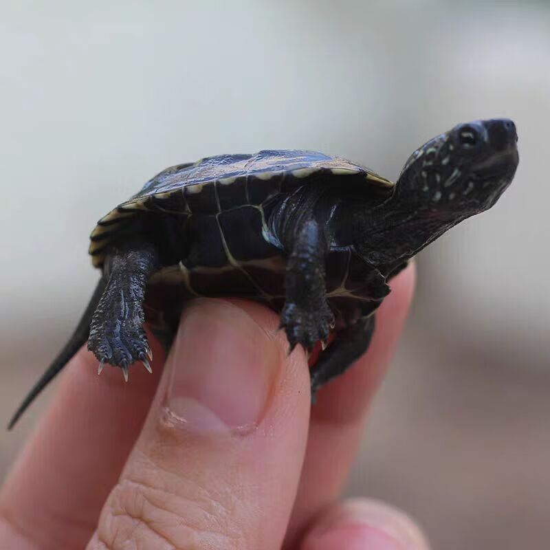 黑腹墨龟活体小乌龟外塘龟中华草龟宠物情侣龟活体 初墨(一公一母) 全