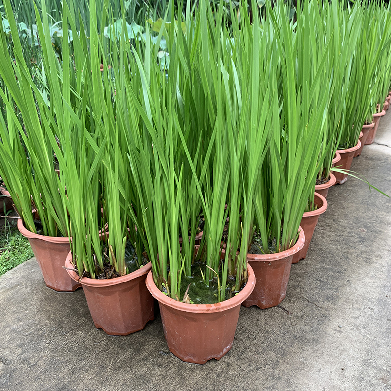 苗水生植物香室外池塘观赏造景蒲剑阳台盆栽驱蚊水生菖蒲不含盆