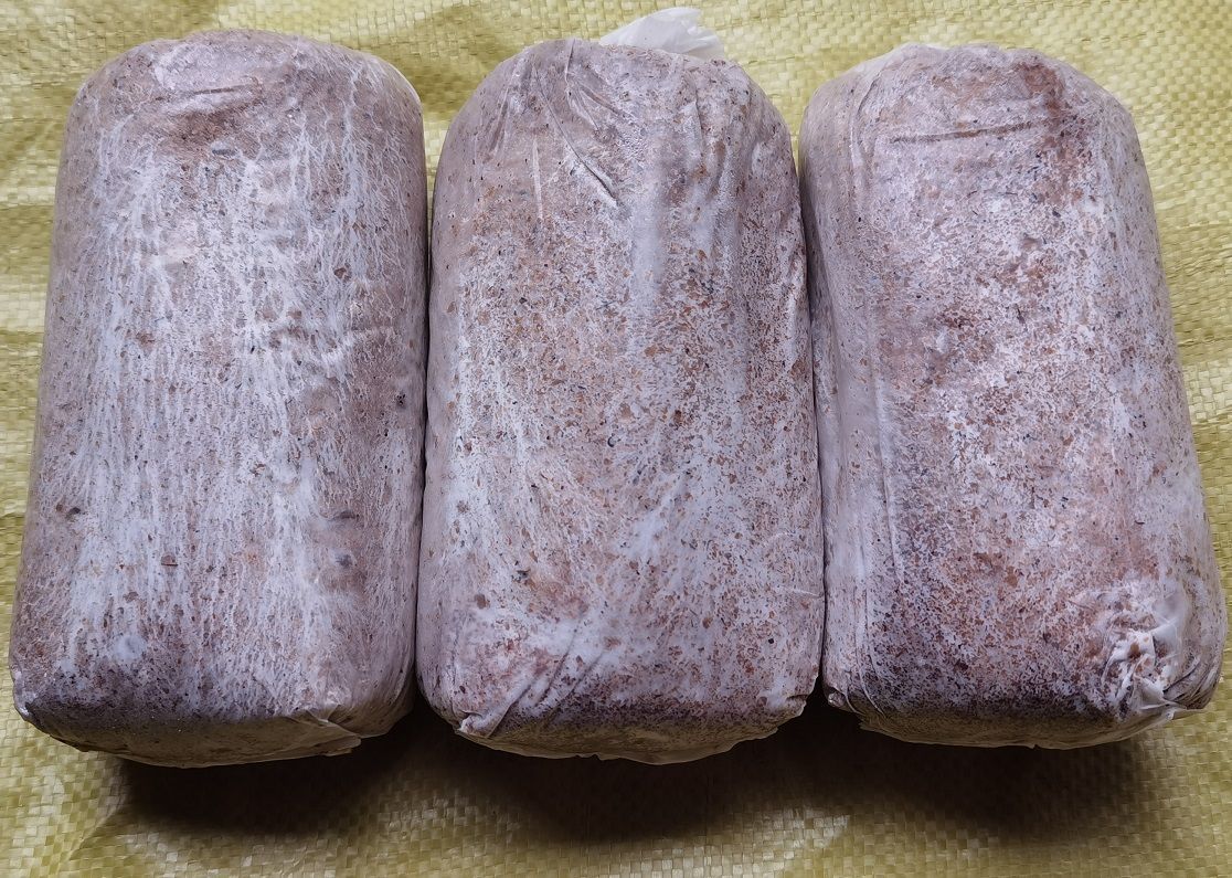 有仁堂贵州高产茯苓菌种松树种植椴木种植 大包茯苓菌种50包(550克/包